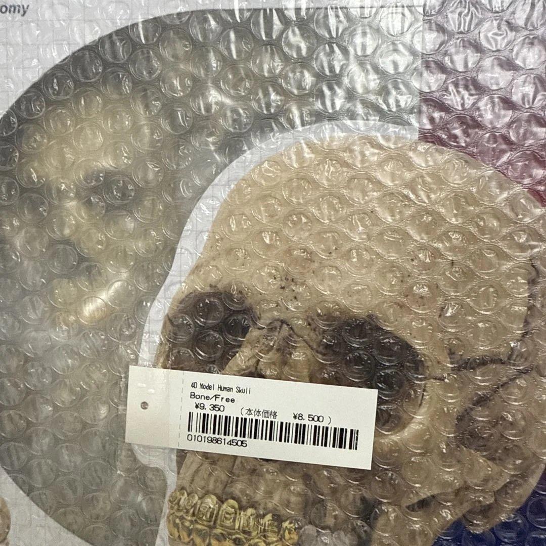 D*9様 Supreme 4D Model Human Skull