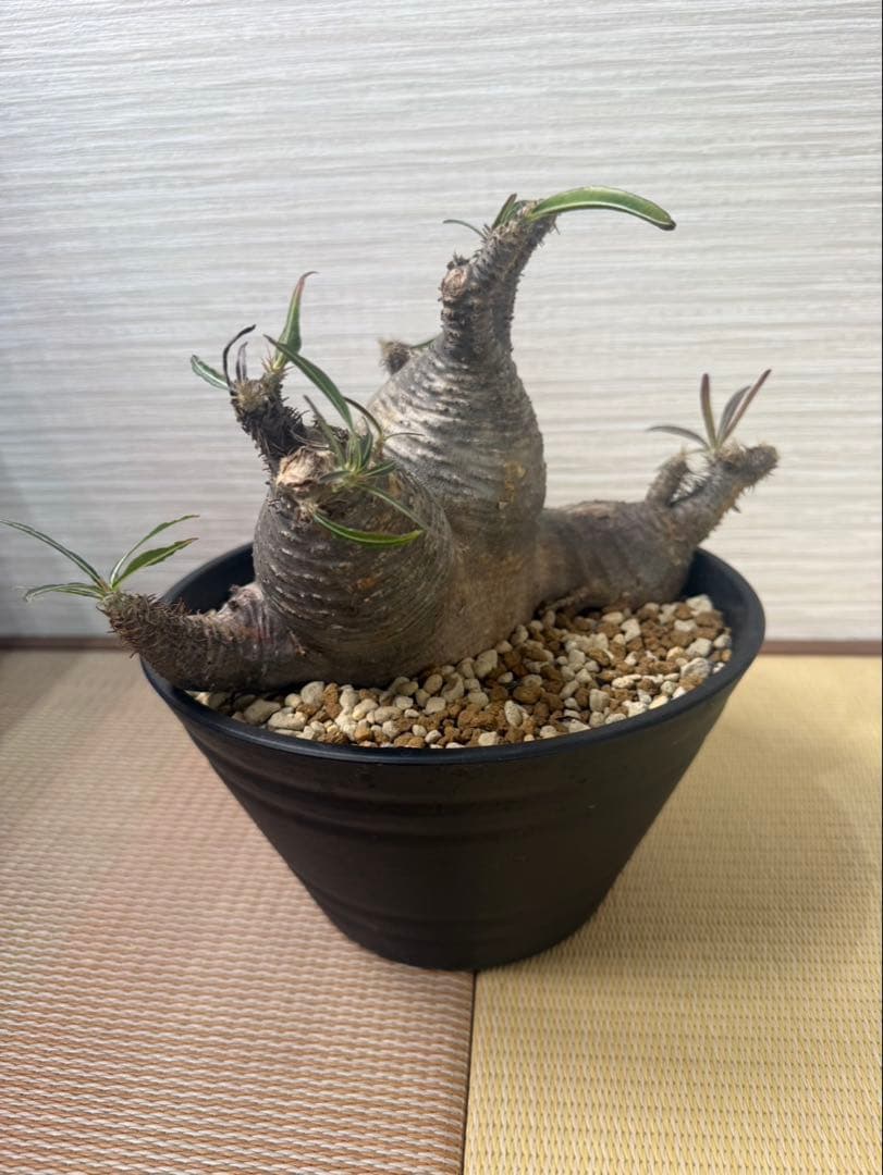 【発根済】パキポディウム・グラキリス 現地球 多頭（マルチヘッド） 塊根植物