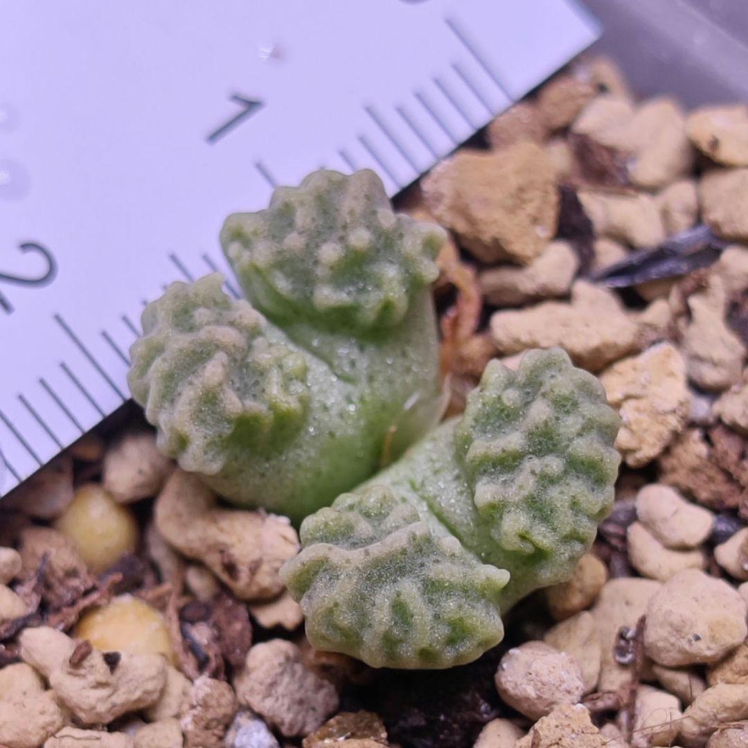 コノフィツム ヤンギー youngii aff 実生 白花 大型 特選