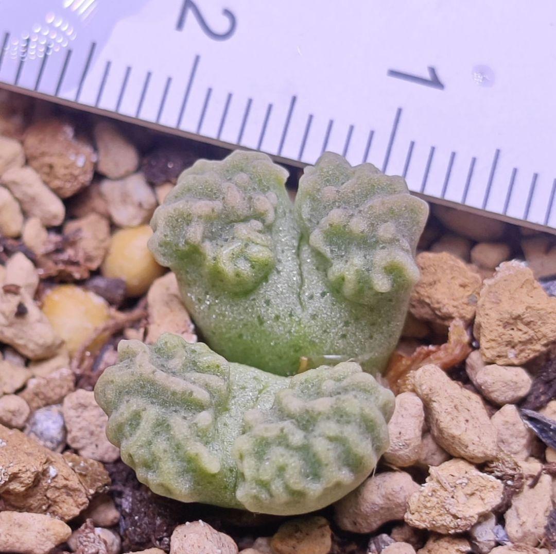 コノフィツム ヤンギー youngii aff 実生 白花 大型 特選