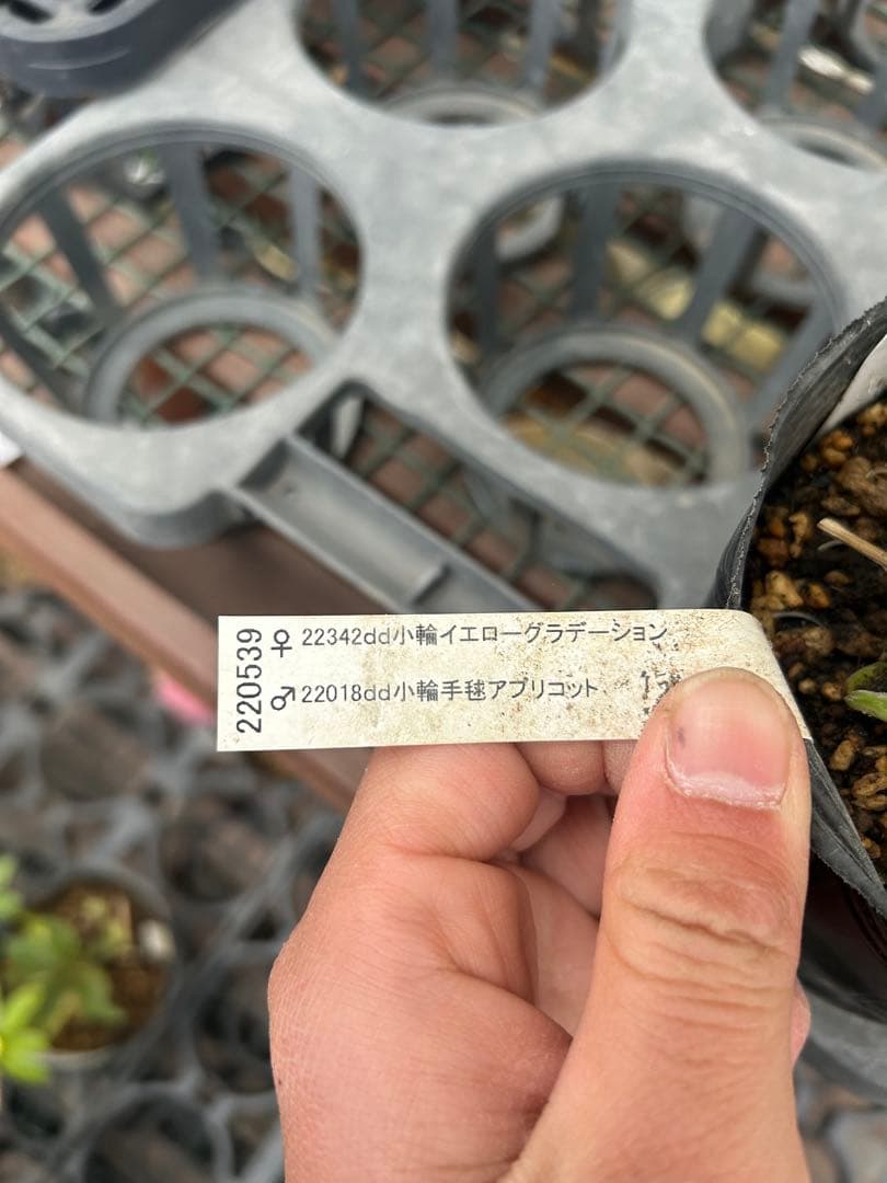 花無し株 リトルコレクション Little Collection 同梱可能