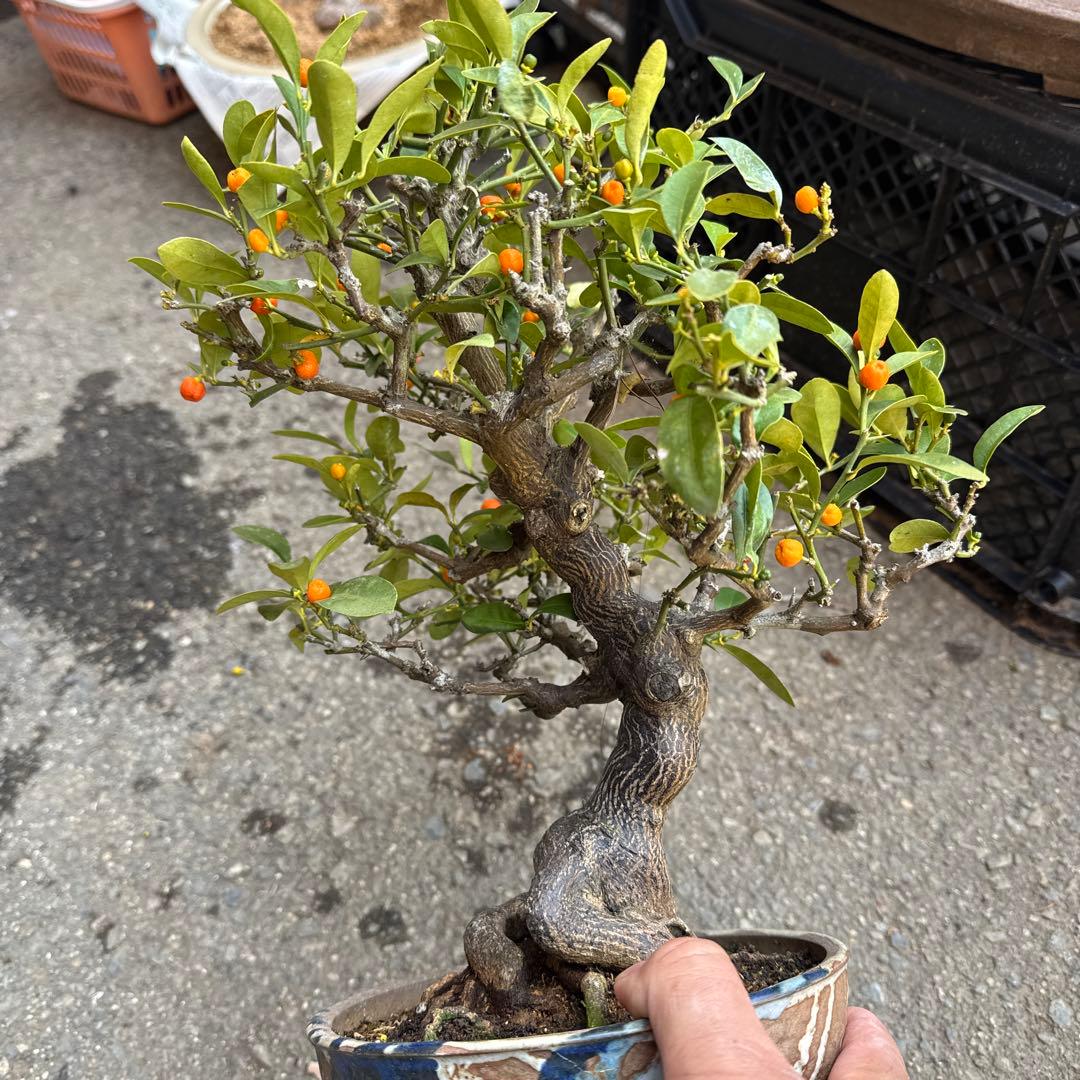 小品キンズ