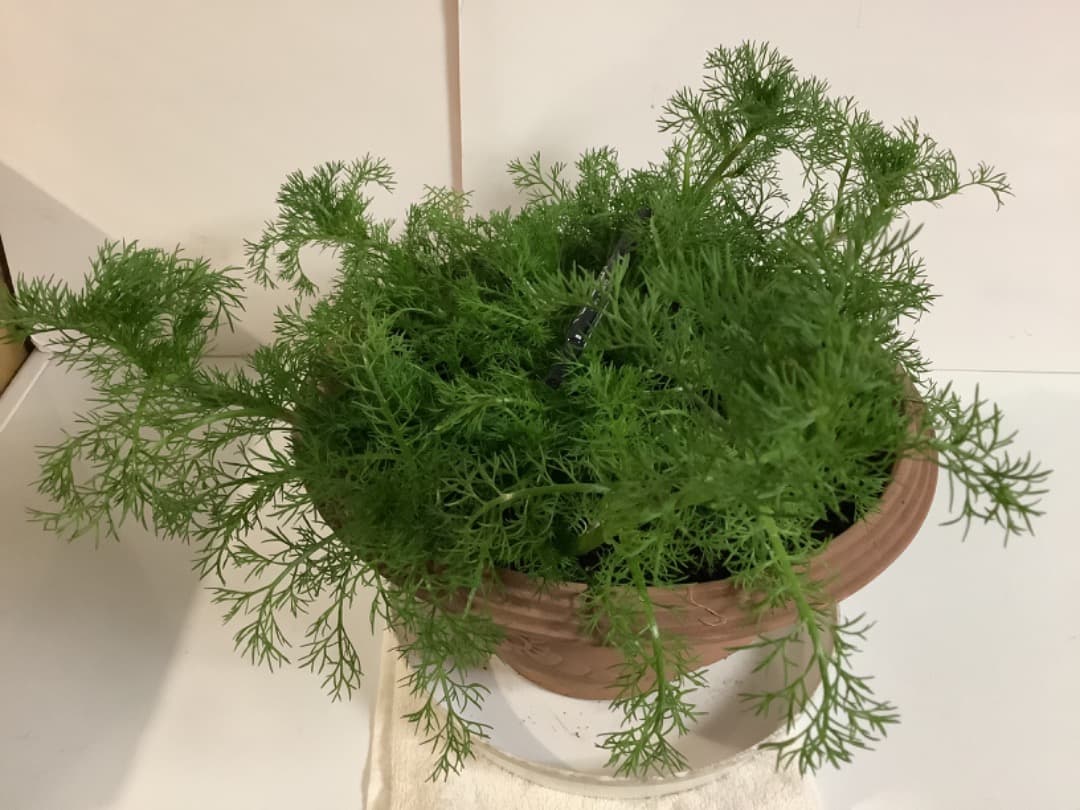 カモミール大株苗【現品】