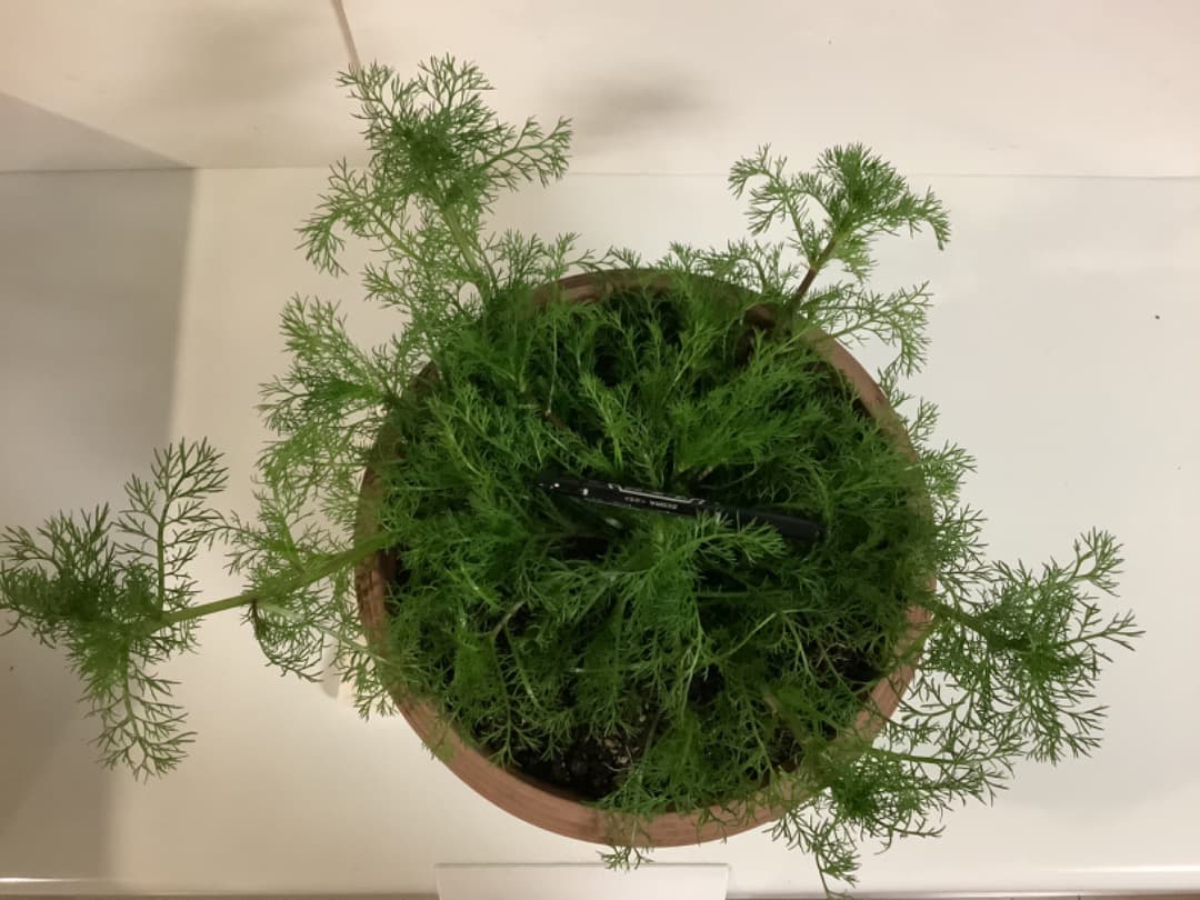 カモミール大株苗【現品】