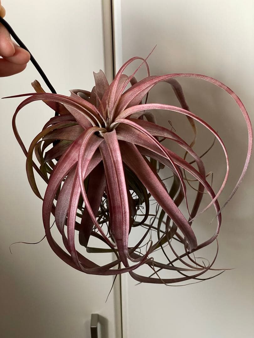Tillandsia 'Love Knot' 大株
