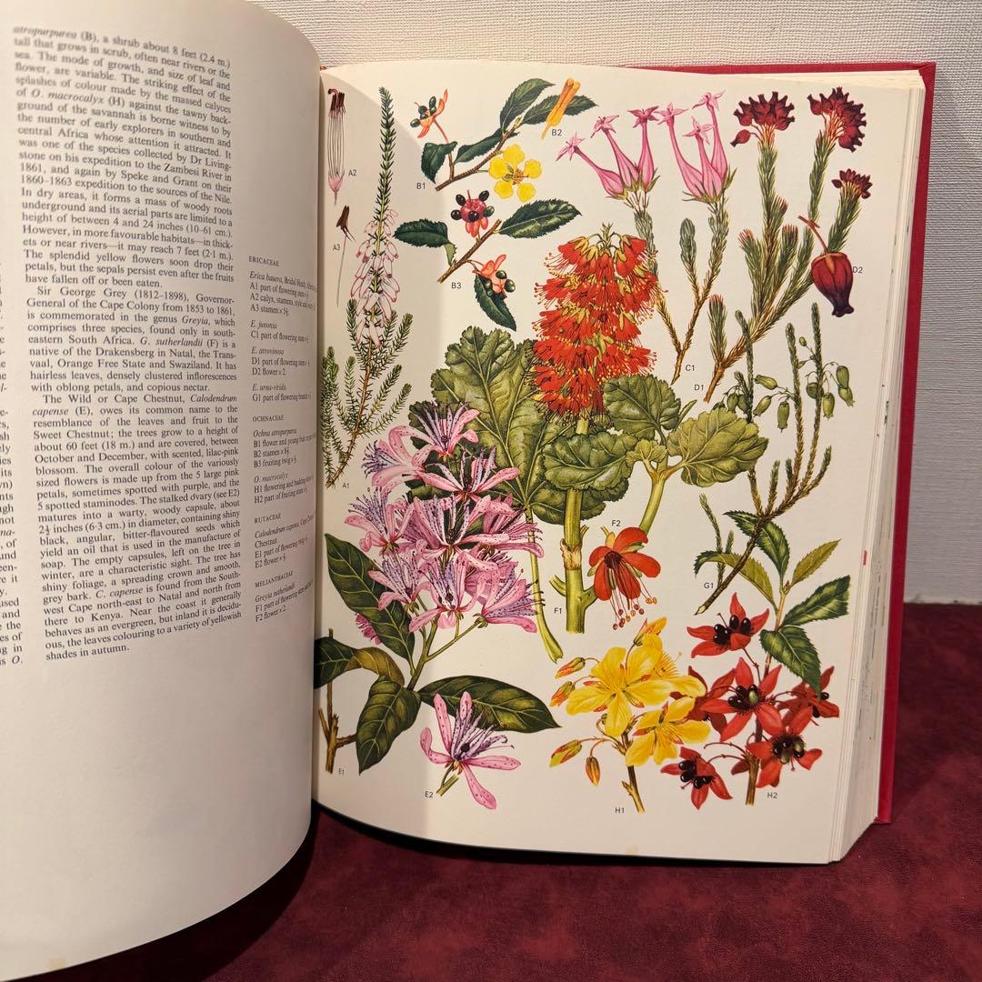 1210B⑩1970年初版植物図鑑　ジャンクジャーナル　ボタンニカル　洋書古書