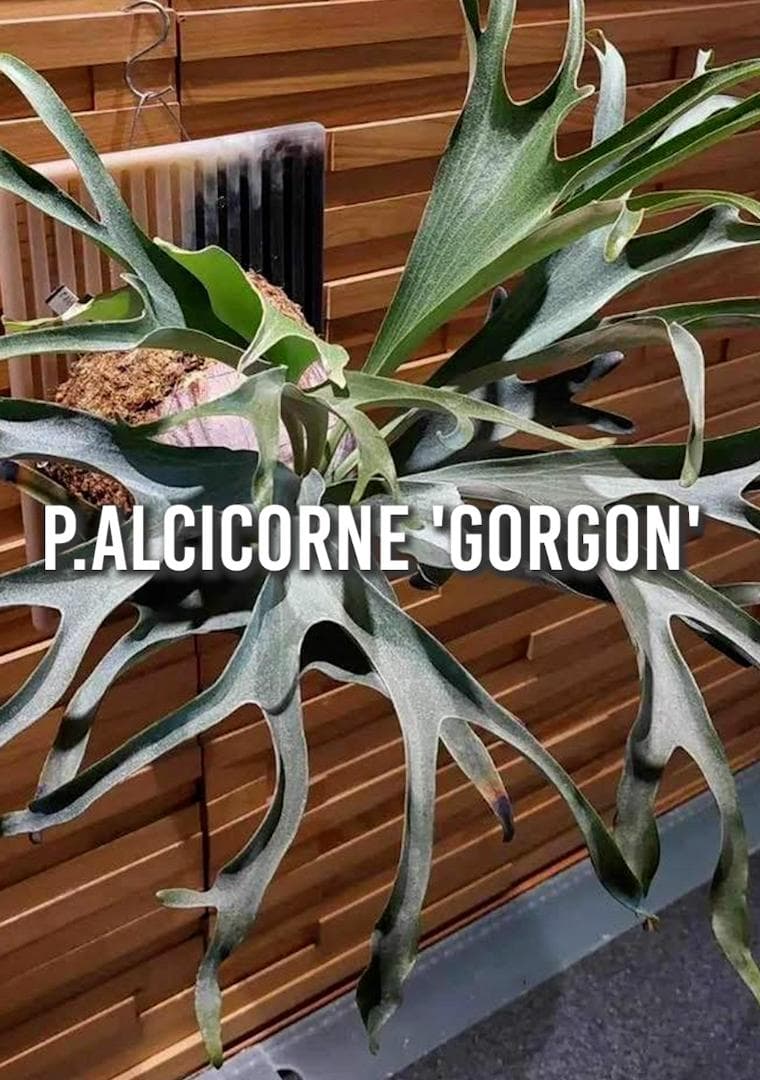【板付・台湾輸入株】P. alcicorne Gorgon ビカクシダ ゴルゴン