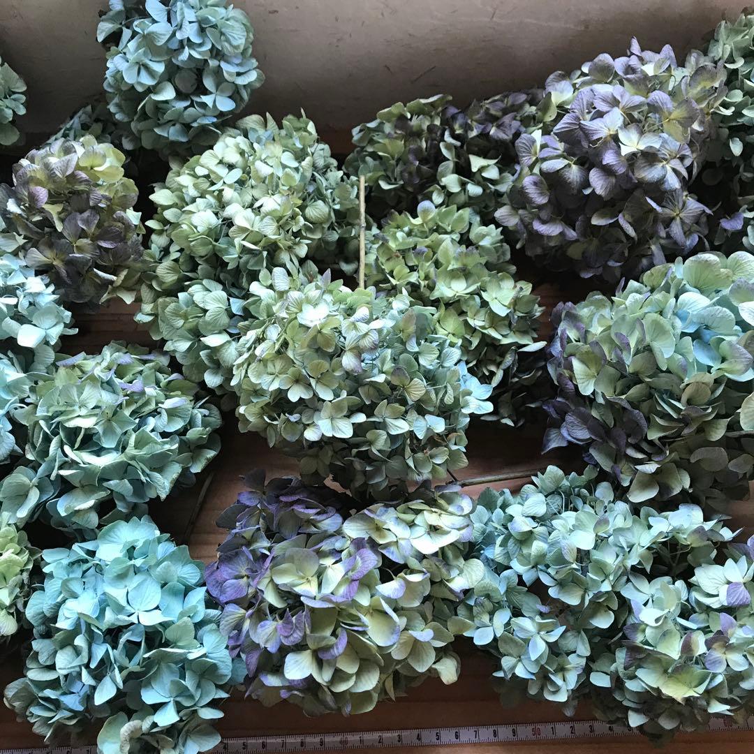紫陽花ドライフラワー 平置き80cm×45cm E6