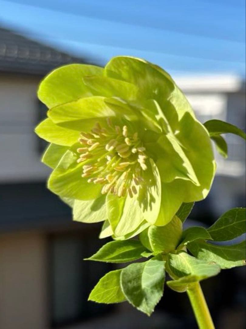 鉢花 MIYABI