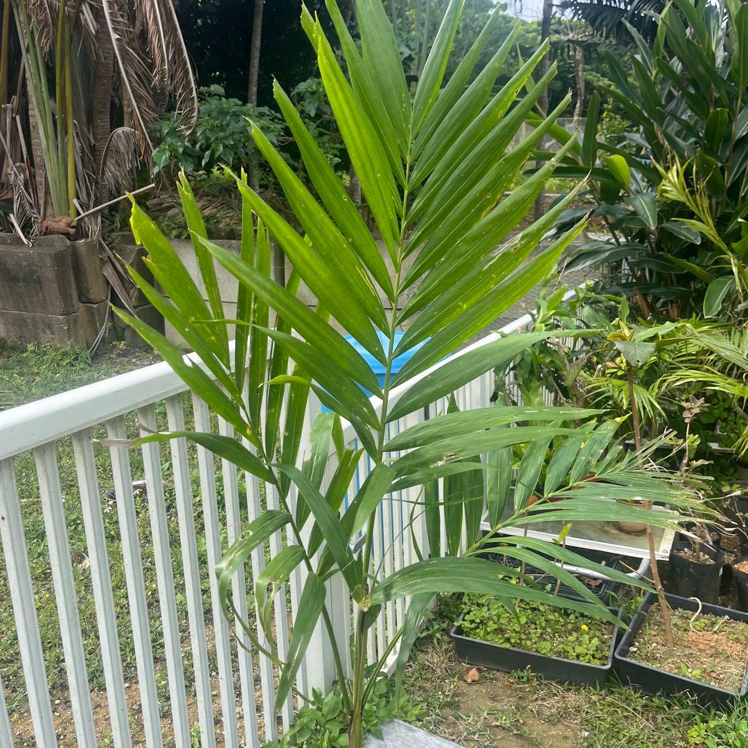 八重山やし150cm