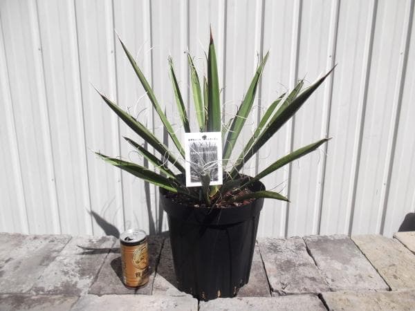 現物「ユッカ・カルネロサーナ」７号　Yucca carnerosana