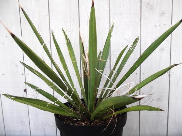 現物「ユッカ・カルネロサーナ」７号　Yucca carnerosana