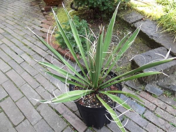 現物「ユッカ・カルネロサーナ」７号　Yucca carnerosana