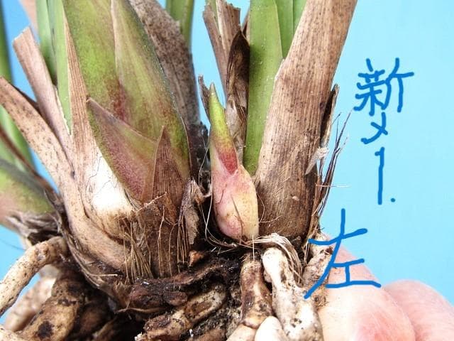 ◎ミスマフェット蘭 花芽計７【株分け済】鉢抜き発送◎