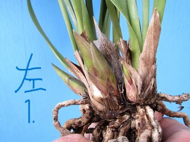 ◎ミスマフェット蘭 花芽計７【株分け済】鉢抜き発送◎
