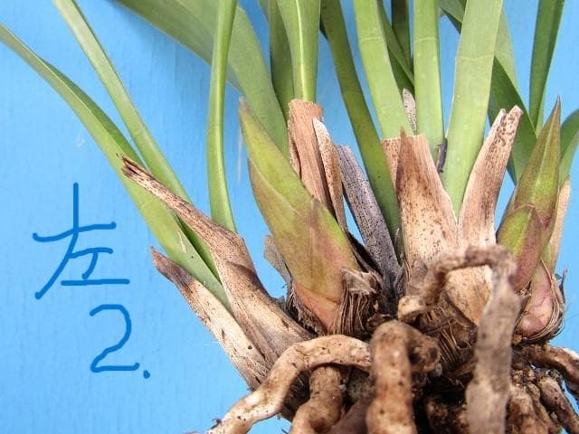 ◎ミスマフェット蘭 花芽計７【株分け済】鉢抜き発送◎