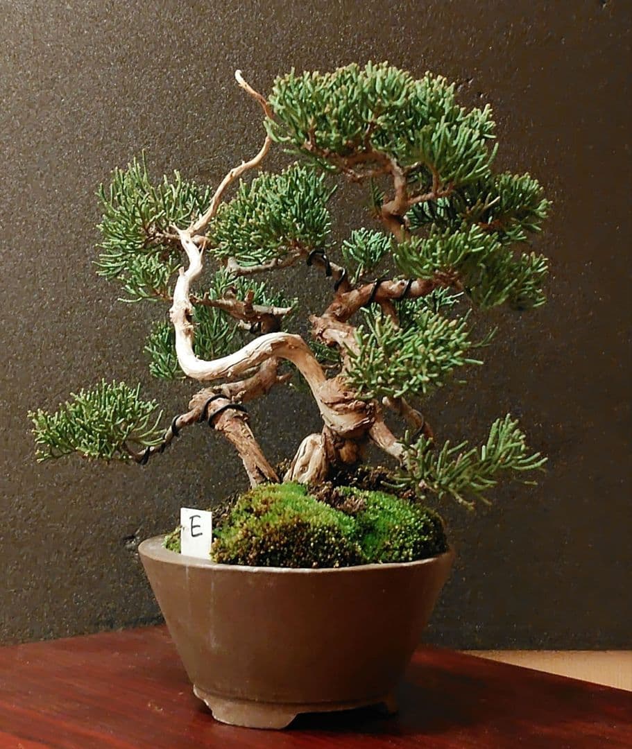 真柏盆栽！