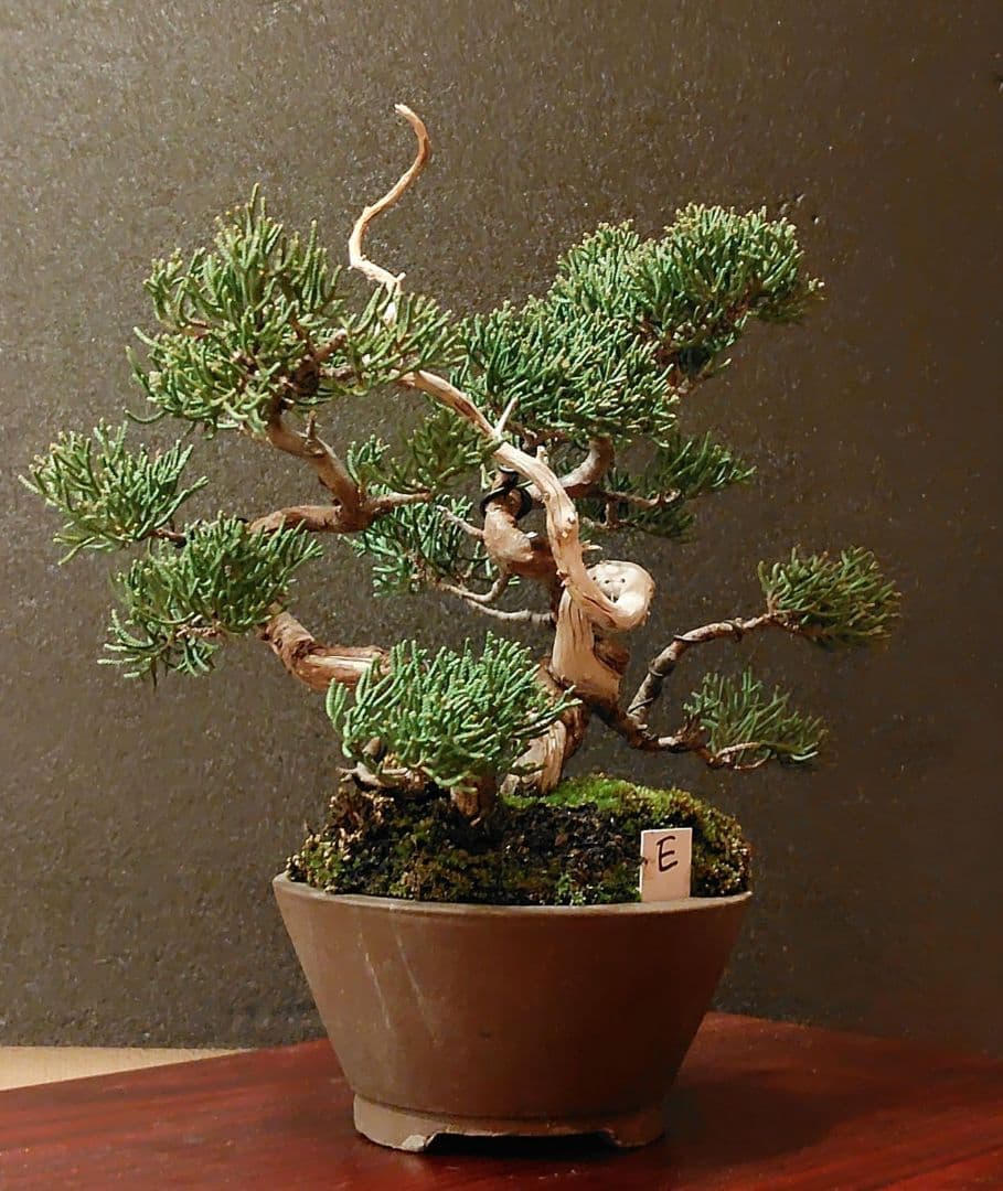 真柏盆栽！