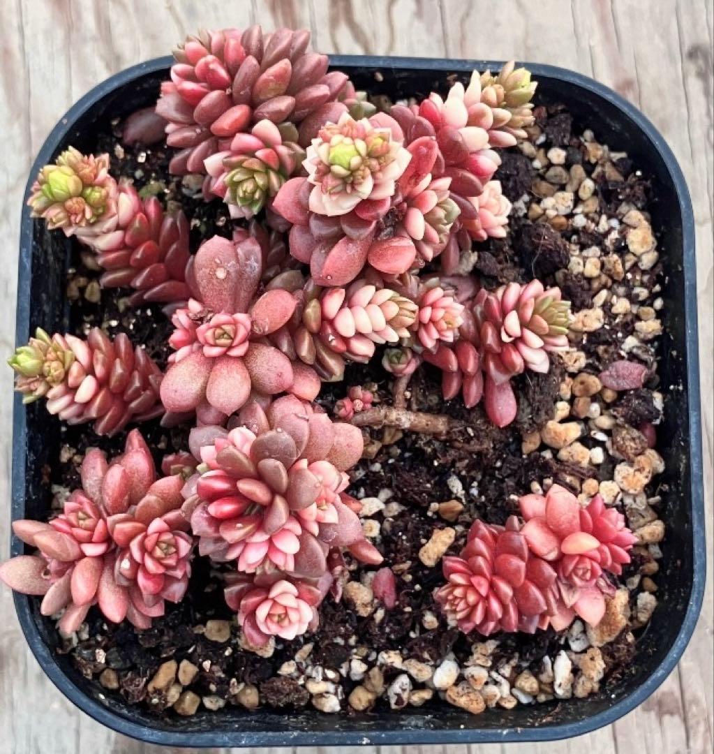 多肉植物　リトルジェム紅錦　抜き苗