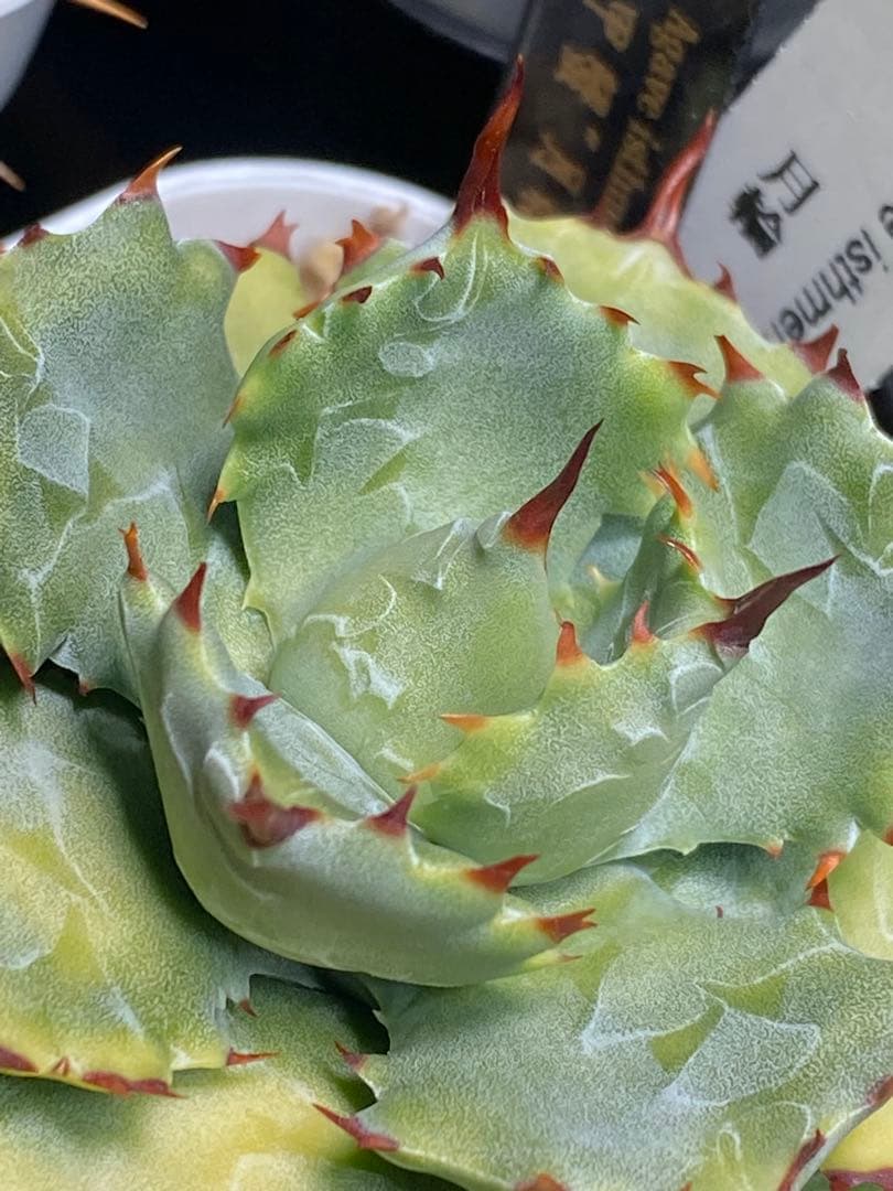 甲蟹 \"月輪\" 子株　koba plants産　 ハイブリッド？？
