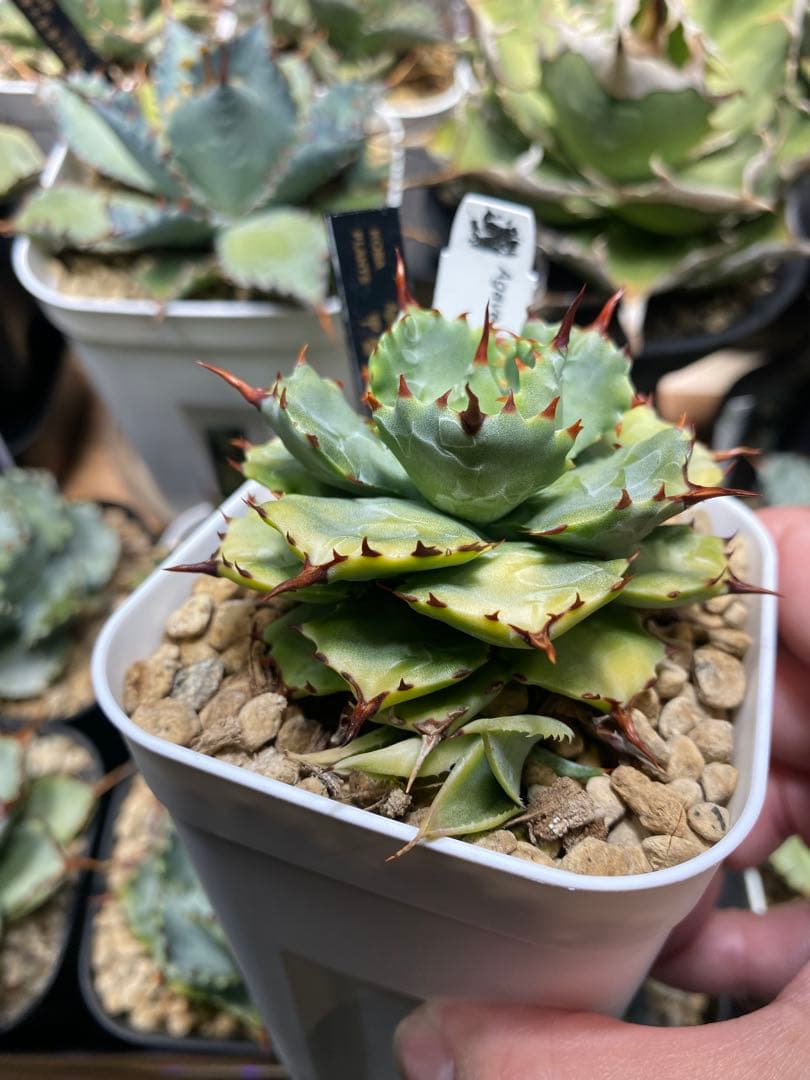 甲蟹 \"月輪\" 子株　koba plants産　 ハイブリッド？？