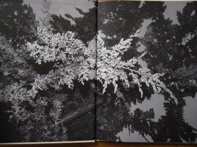 Sol & Luna　Viviane Sassen　直筆サイン