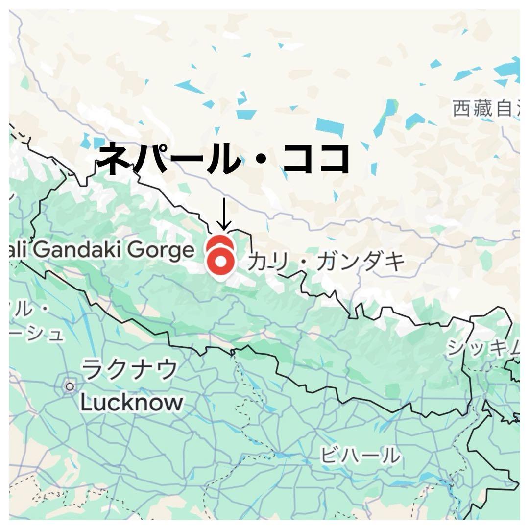 アンモナイト化石　ネパール産　カリカンタギひょうこく渓谷採掘