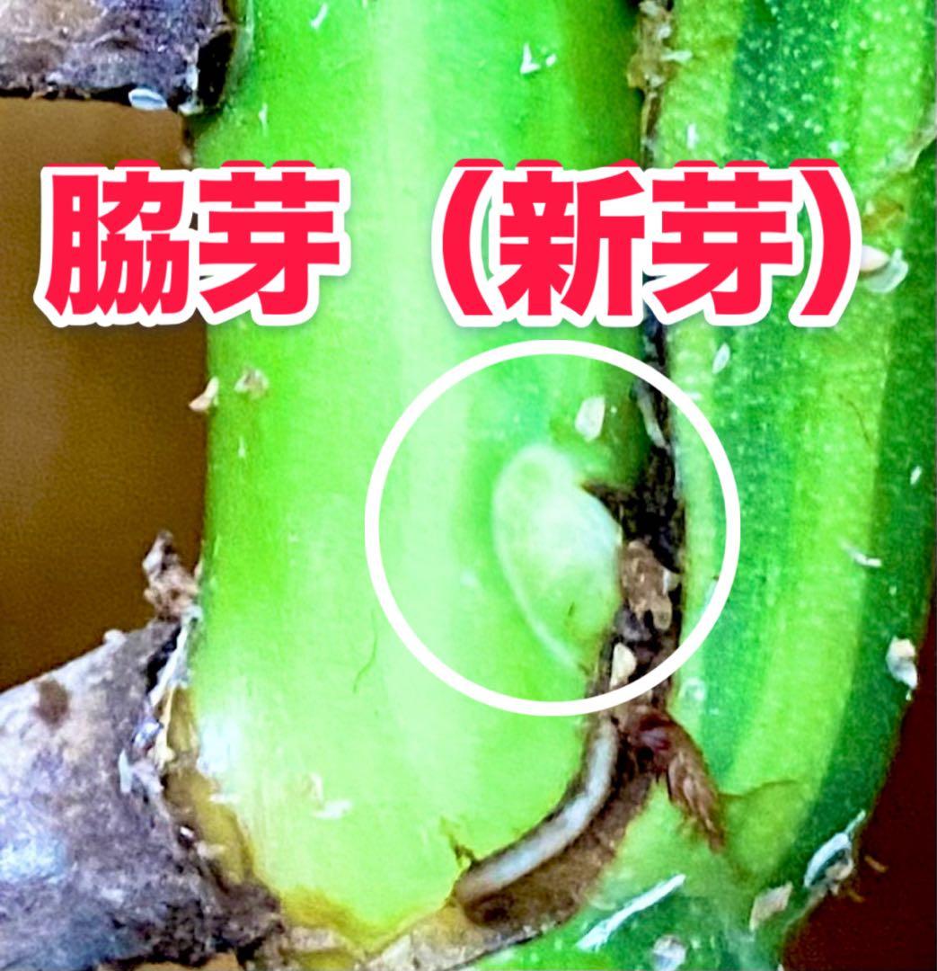 超大葉31㎝／脇芽・新芽／セブブルーミント／イエローマリリン モンステラ 班入①