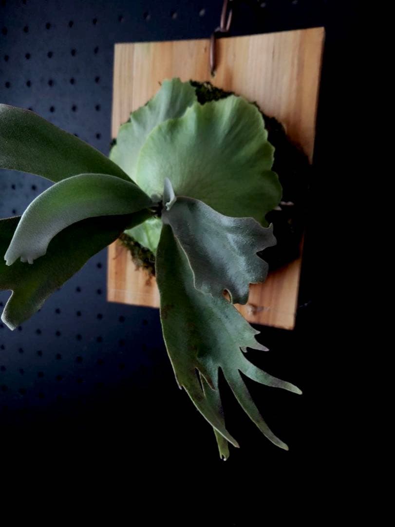 ビカクシダ P.willinckii OMG x P.willinckii Calm
