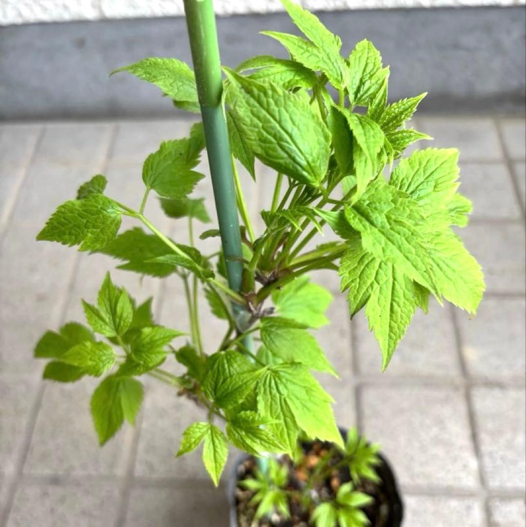 苗　アトラゲネ系　パープルスパイダー　生花　花苗　切り花　クレマチス苗