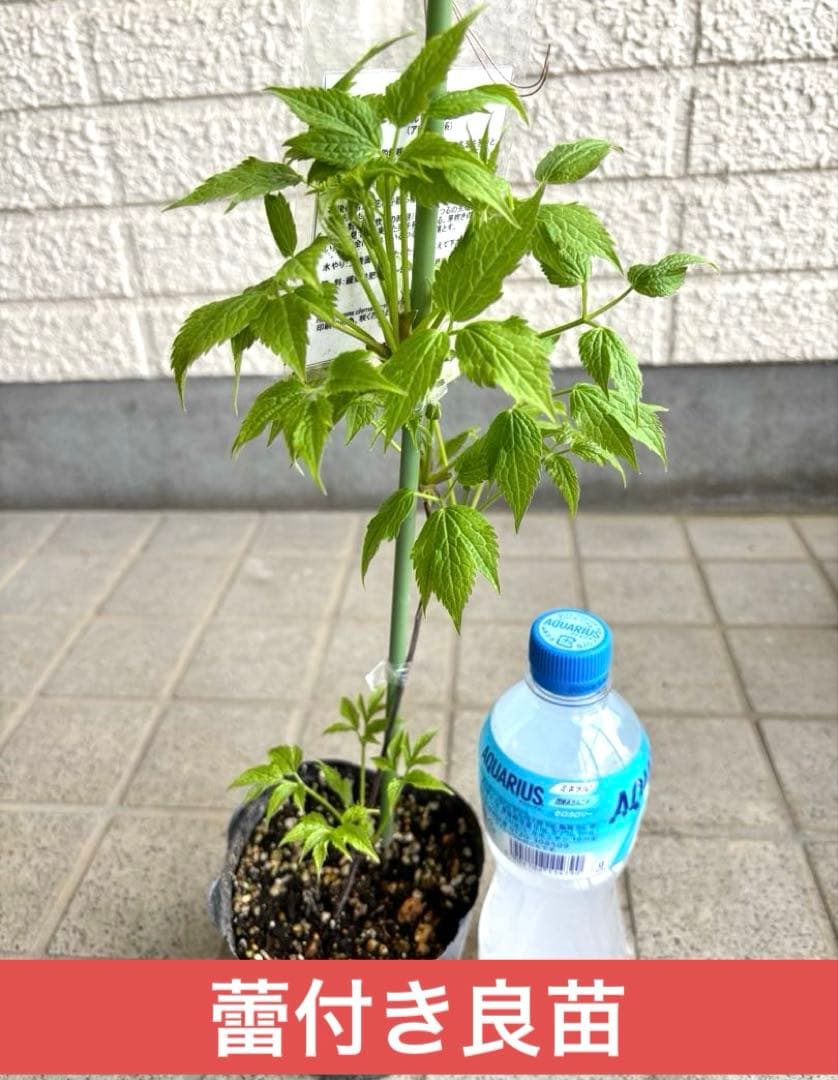 苗　アトラゲネ系　パープルスパイダー　生花　花苗　切り花　クレマチス苗