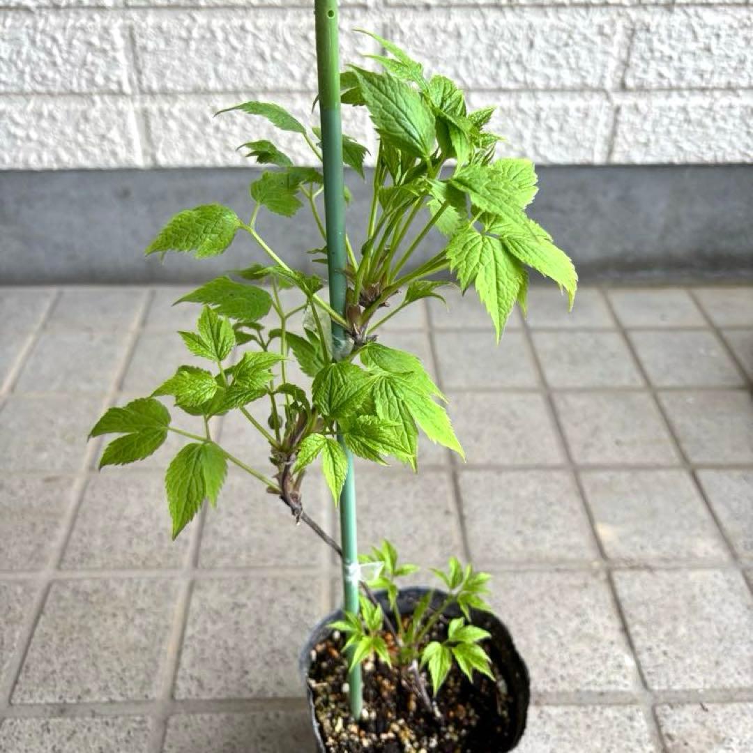 苗　アトラゲネ系　パープルスパイダー　生花　花苗　切り花　クレマチス苗