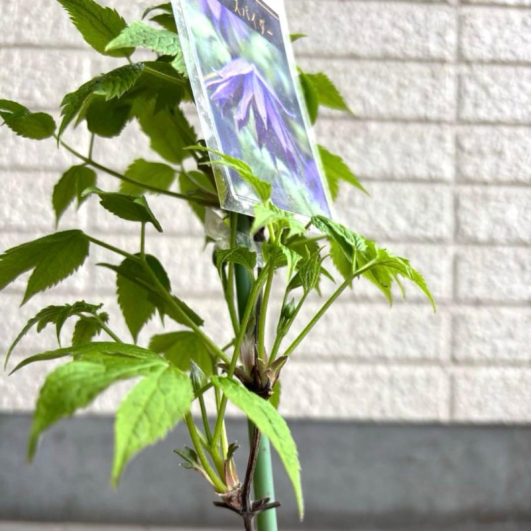 苗　アトラゲネ系　パープルスパイダー　生花　花苗　切り花　クレマチス苗
