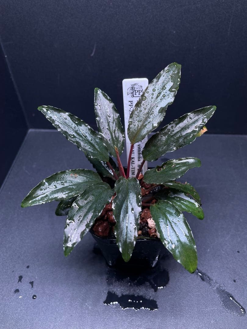 Homalomena aff. vittifolia \"赤備\" ホマロメナ 赤軸