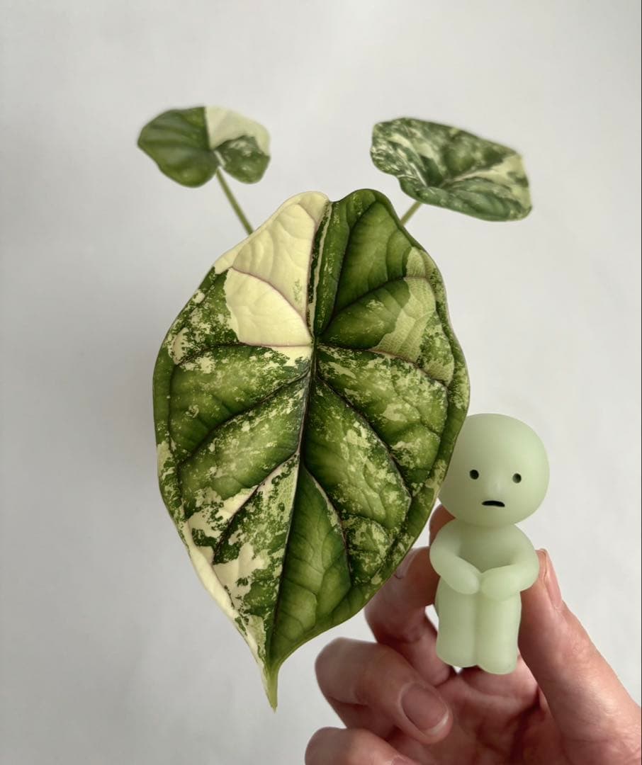 その他観葉植物 Alocasia Dragon Scale Variegata