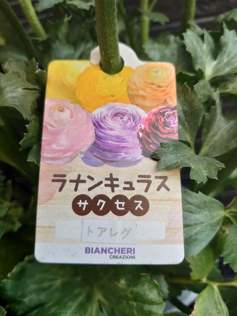 ラナンキュラス　サクセス トアレグ　開花鉢