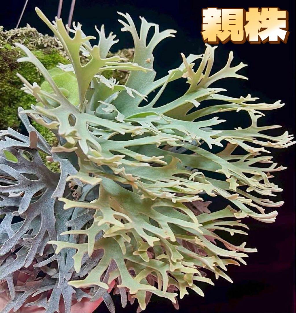 ビカクシダP.willinckii Antler Crown spore