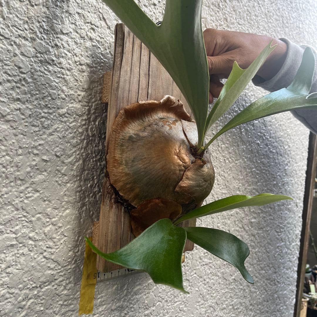 ビカクシダ アルシコルネ　アフリカ