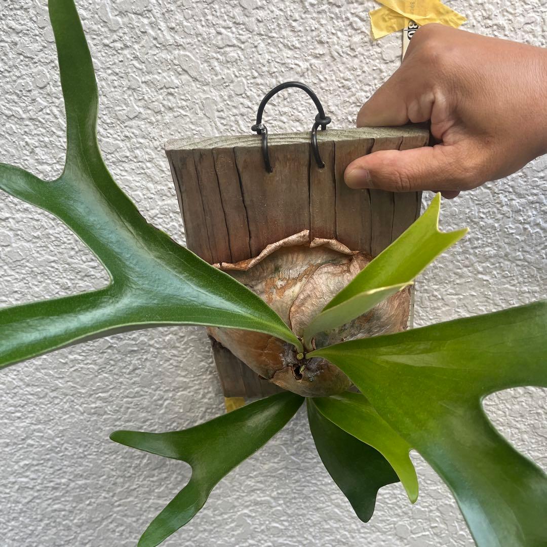 ビカクシダ アルシコルネ　アフリカ