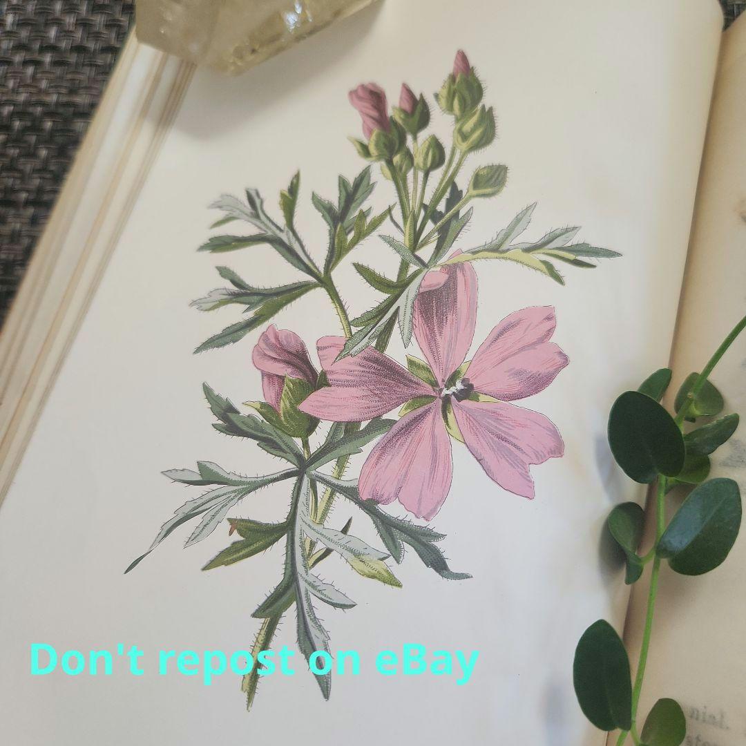 植物図鑑　洋書　古書　ボタニカルアート　アンティーク　リトグラフ　26