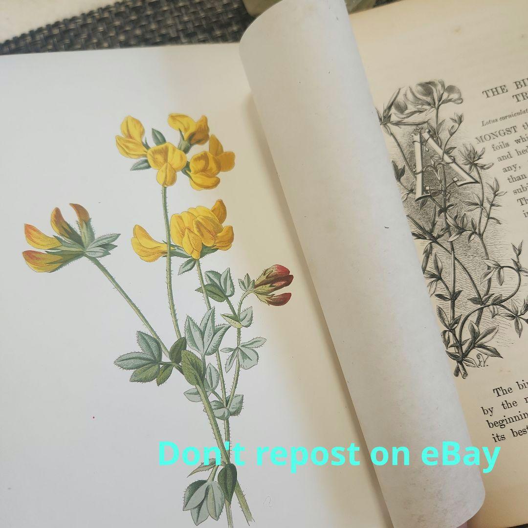 植物図鑑　洋書　古書　ボタニカルアート　アンティーク　リトグラフ　26