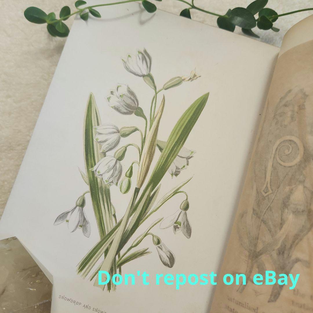 植物図鑑　洋書　古書　ボタニカルアート　アンティーク　リトグラフ　26