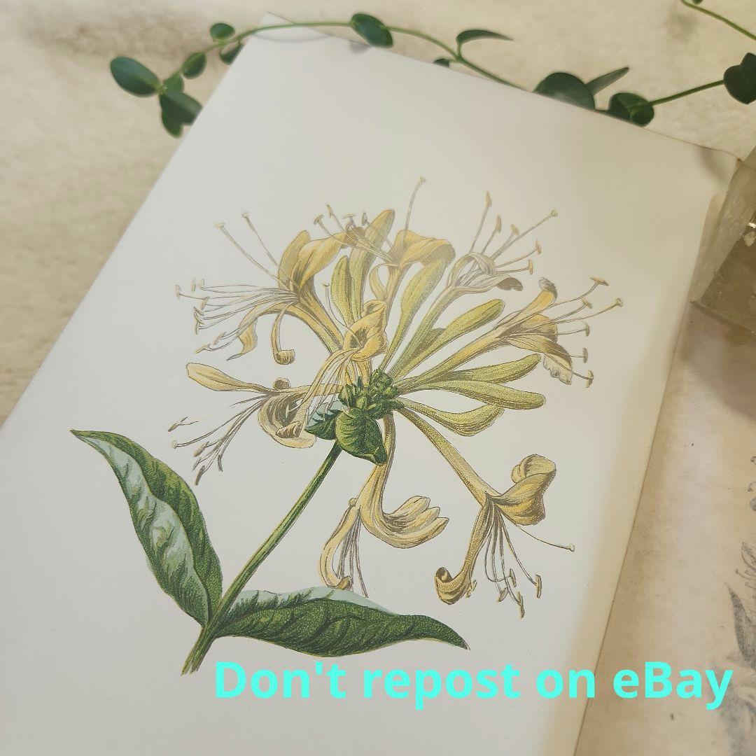 植物図鑑　洋書　古書　ボタニカルアート　アンティーク　リトグラフ　26