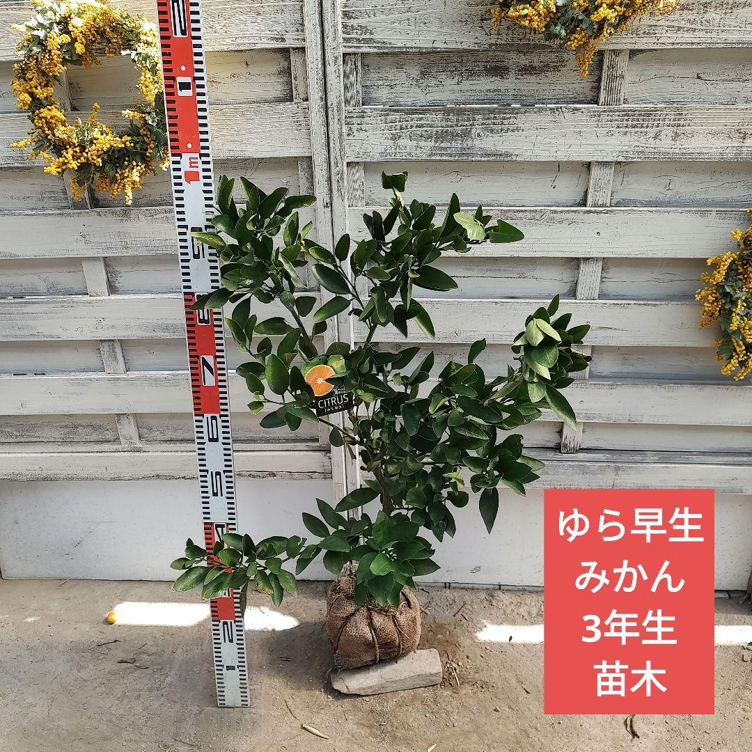 ④ゆら早生みかん 3年生 苗木