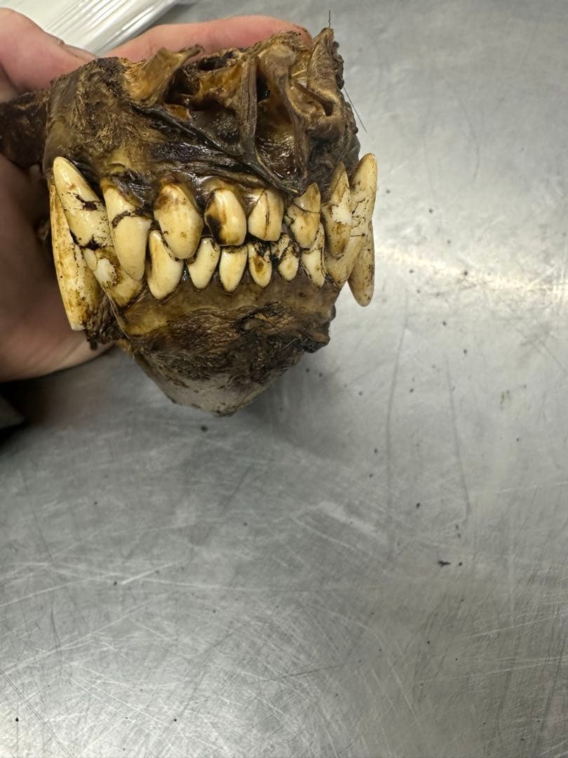ヒグマ　熊の牙