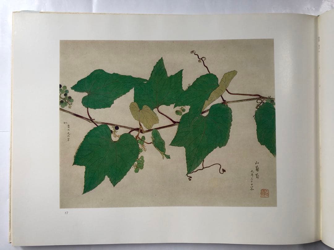 『傳神譜』中村岳陵　写生画集 4冊揃281点　四季の植物　風景　古美術　大型本