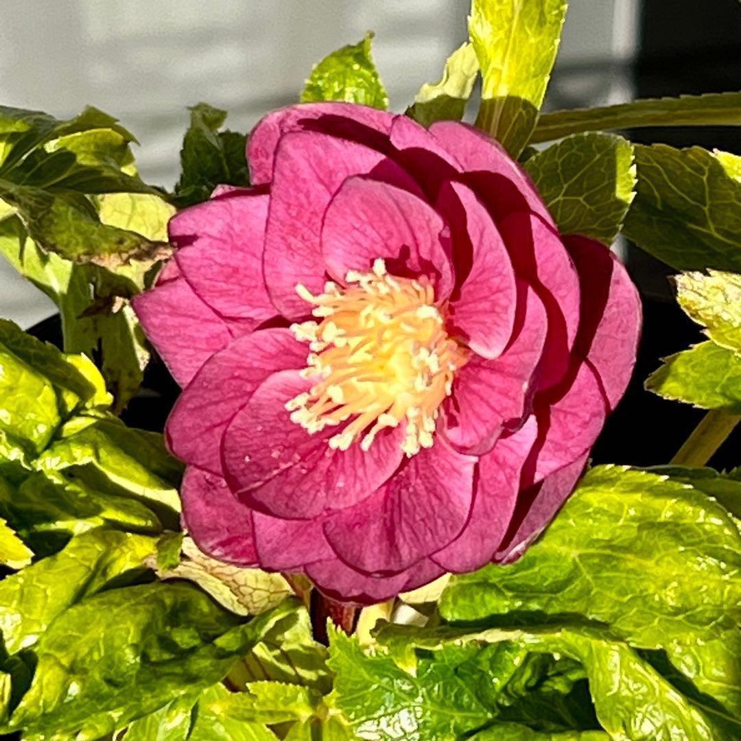 3895⭐️オーレア⭐️可愛い高発色ピンク⭐️広瀬園芸⭐️